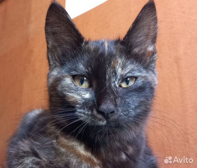 Кошка ищет дом