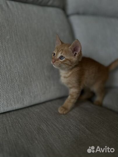Котенок рыжий