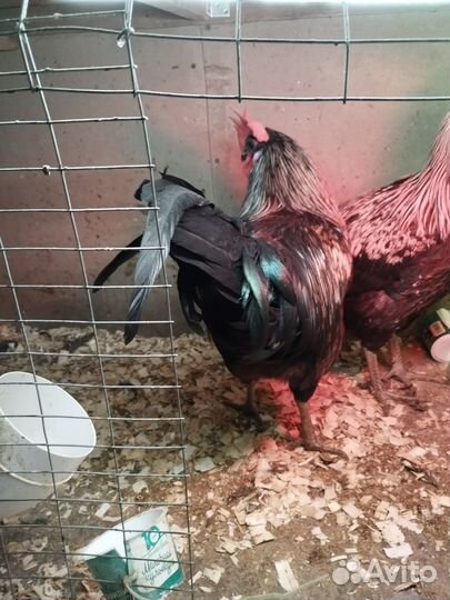 Петух Сильверуд молодой