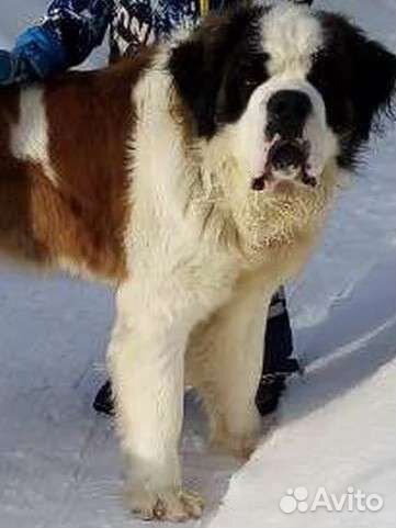 Сенбернар вязка