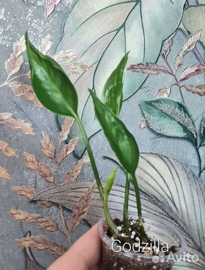 Эпипремнум 7 сортов