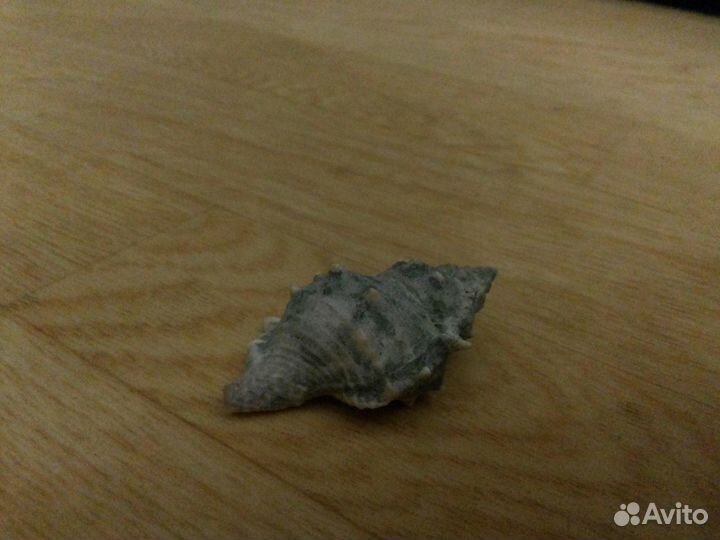 Ракушки для аквариума