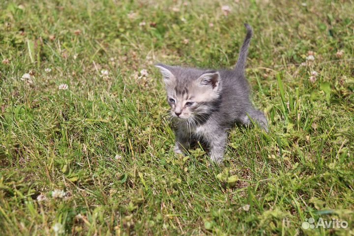 Котенок в добрые руки