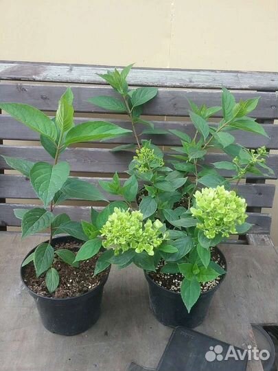 Гортензия метельчатая, древовидная, крупнолистная