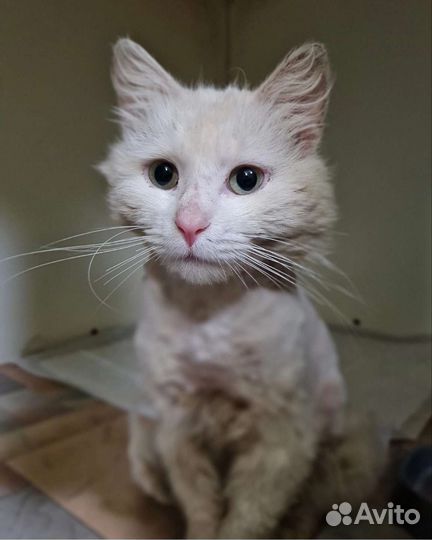 Кошка в дар бесплатно