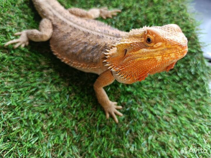 Бородатая агама