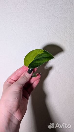 Сциндапсус Jade satin var