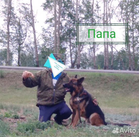 Щенки немецкой овчарки