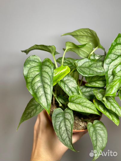 Монстера Сильтепекана