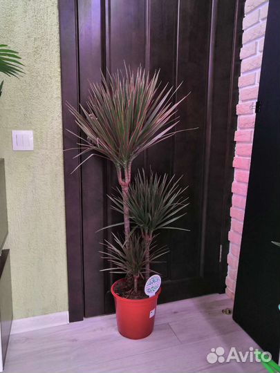 Драцена биколор 3 ствола 24/125