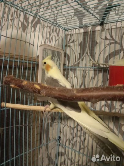 Птенцы корелла