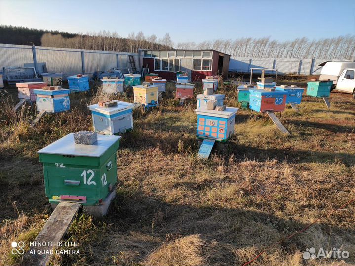 Пчелосемьи Республика Башкортостан