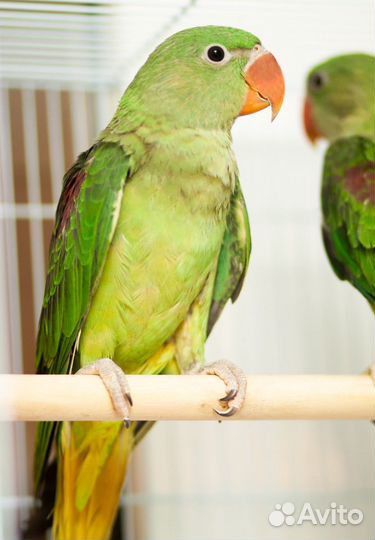 Александрийский попугай ручные птенцы