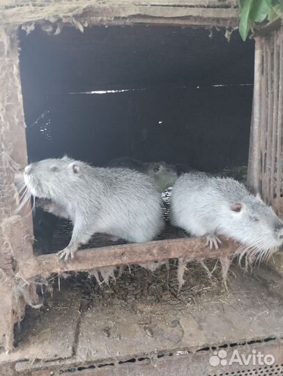Нутрии на племя