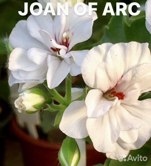 Укорененные черенки пеларгоний