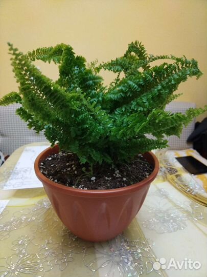 Нефролепсис Витале