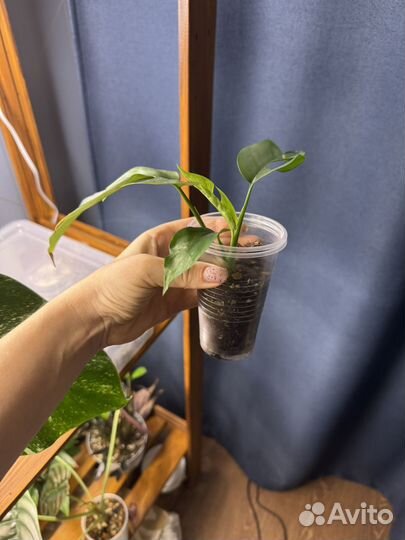 Монстера минима