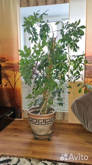 Шефлера вариегатная