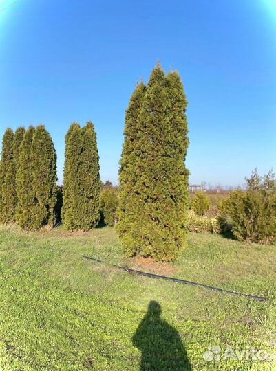 Туя Колумна