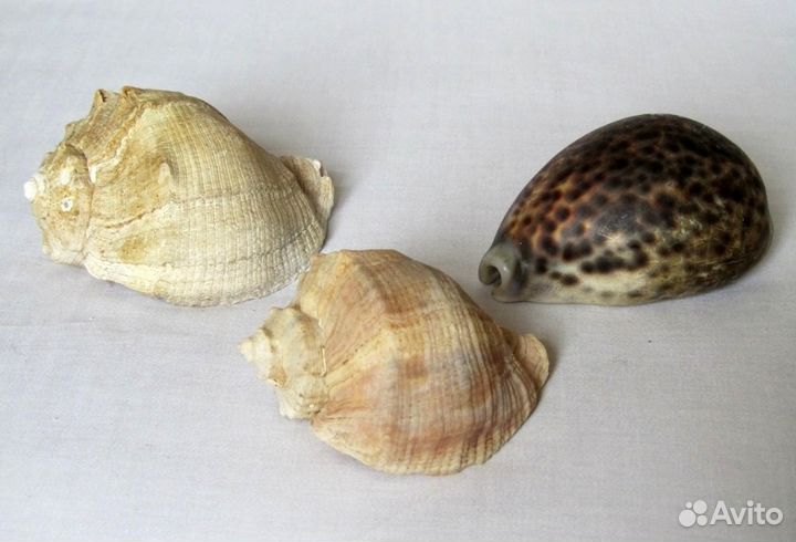 Набор морских раковин для аквариума
