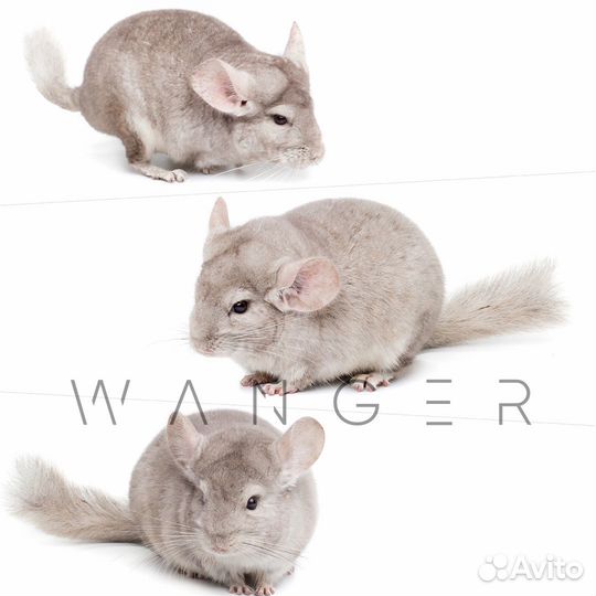 Питомник шиншилл подмосковье более 500 шиншилл