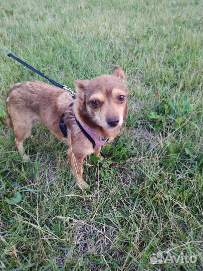 Собака Баффи в добрые ручки