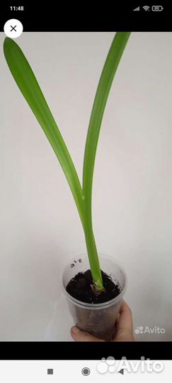 Комнатные цветы