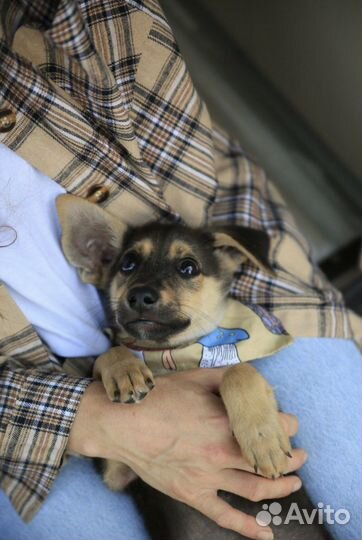 Щенок в добрые руки