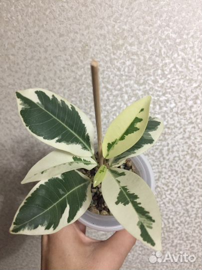 Фикус Микрокарпа Альбомаргината
