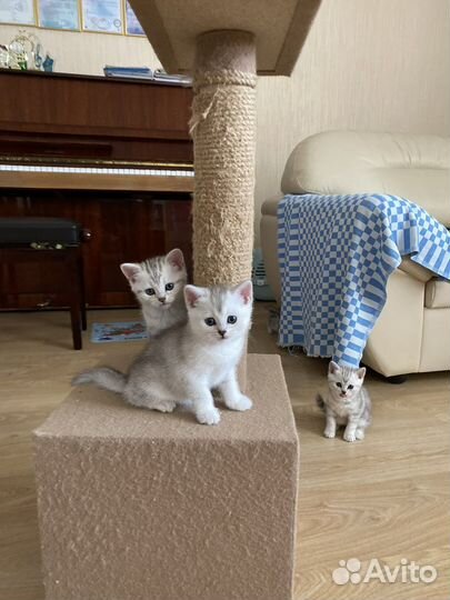 Британские котята