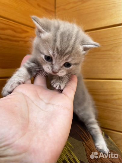 Шотладские котята
