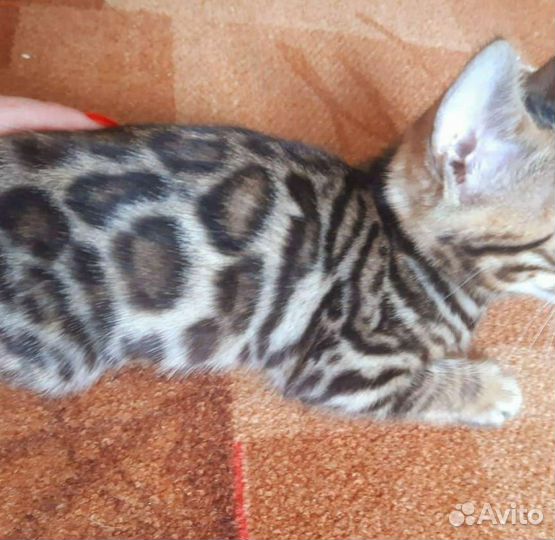 Бенгальская кошка