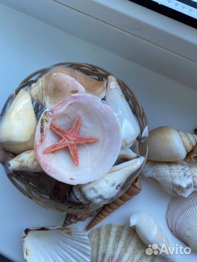 Ракушки морские для аквариума