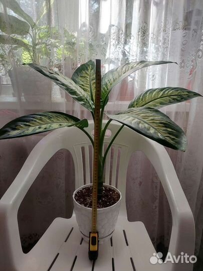 Диффенбахия Тропик Сноу