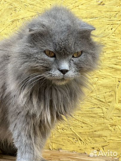 Кот, кошка, коты, котята из приюта