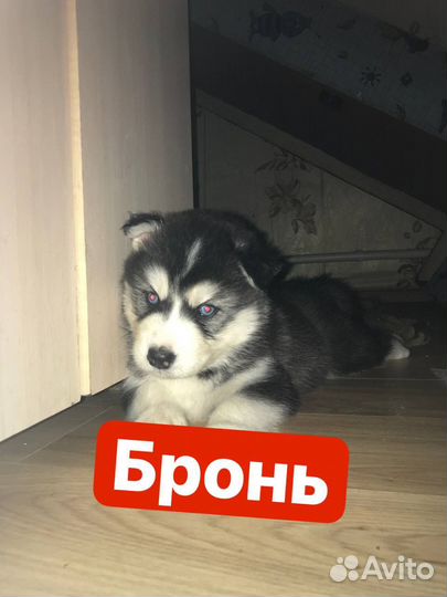Щенки сибирской хаски