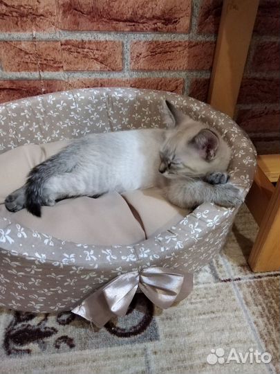 Кошка в дар бесплатно