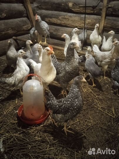 Цыплята несушки подрощенные