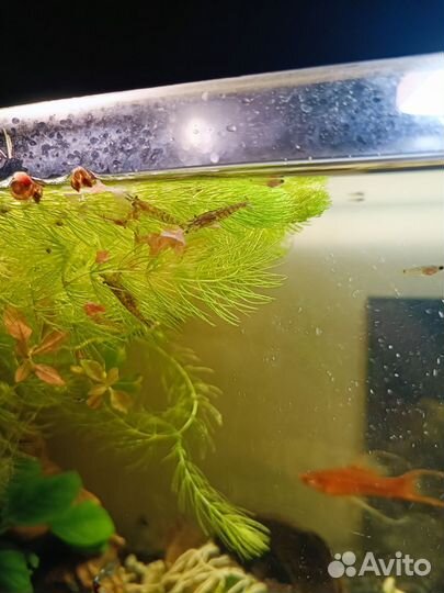 Аквариумные рыбки