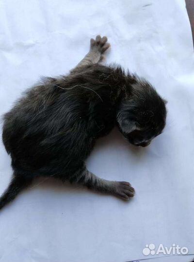 Котята (смесь обычной кошки и британского кота)