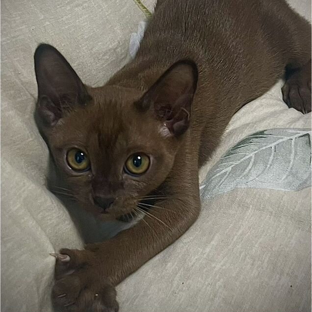Европейский бурманский котёнок