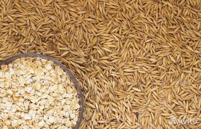 Зерно, овес, ячмеь пшеница
