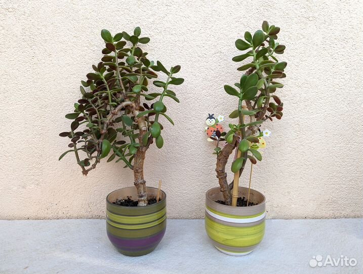 Крассула толстянка