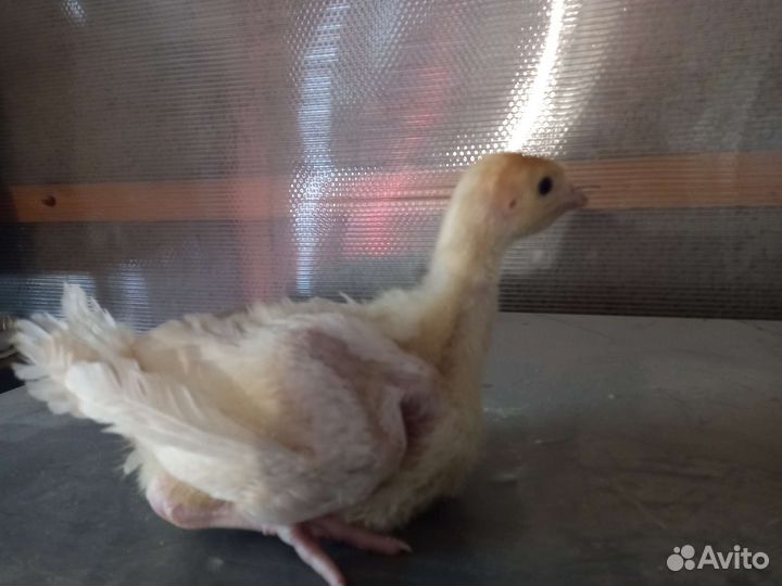 Индюшата биг 6, индюшата хайбрид грейд мейкер