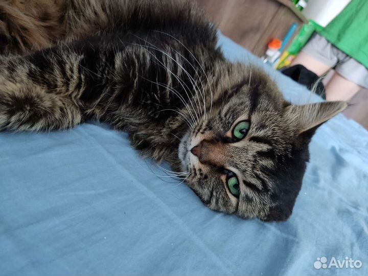 Ласковый кот в добрые руки