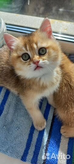 Кошка британская шиншилла
