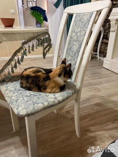 Кошечка в добрые руки