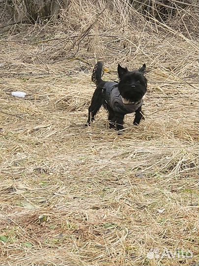 Черный Йорк мальчик. 1 год 2 месяца. Вязка