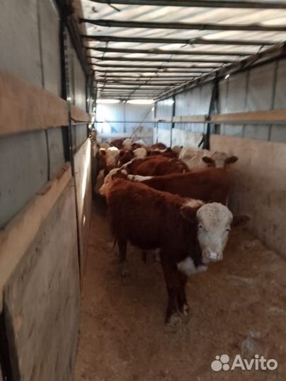 Телки герифорды от 8 месяцев