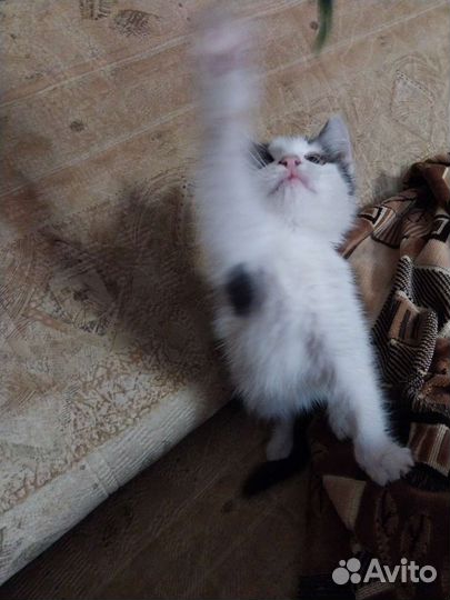 Котёнок (мальчик)